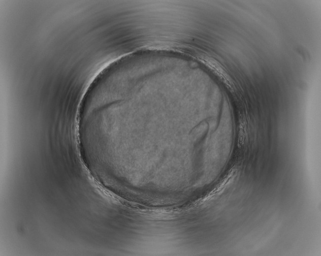 X0000112950976200909211151