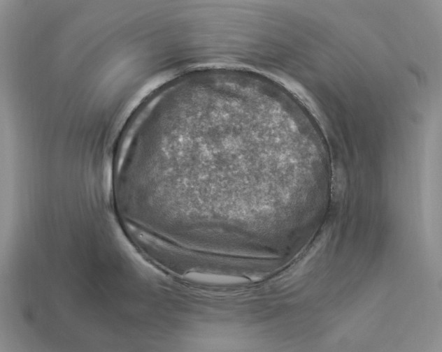 X0000112951295200909211146