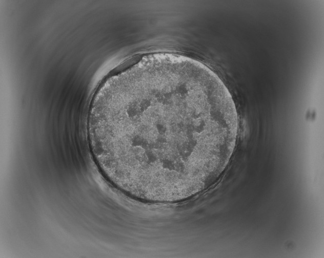 X0000112950004200910051230