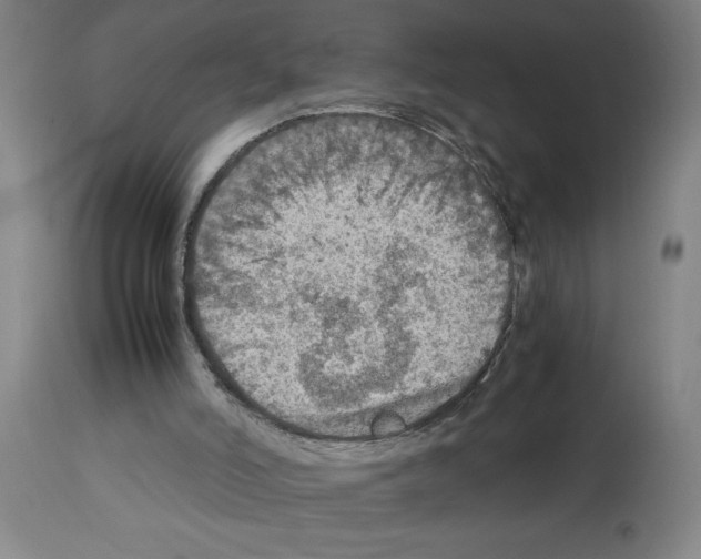 X0000112950006200910051229