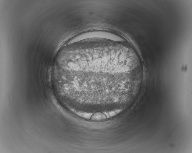 X0000112950010200910051229