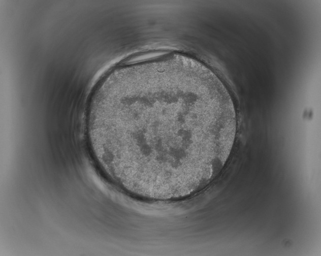 X0000112950012200910051229
