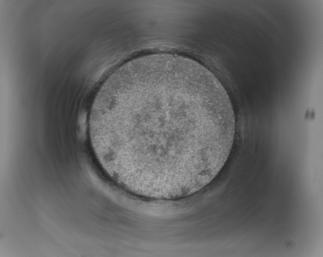 X0000112950024200910051229