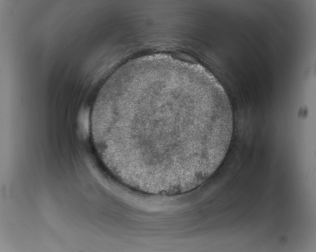 X0000112950028200910051229