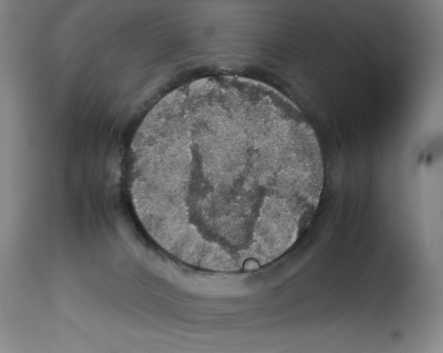 X0000112950032200910051229