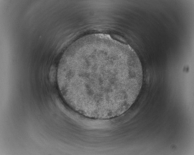 X0000112950036200910051229