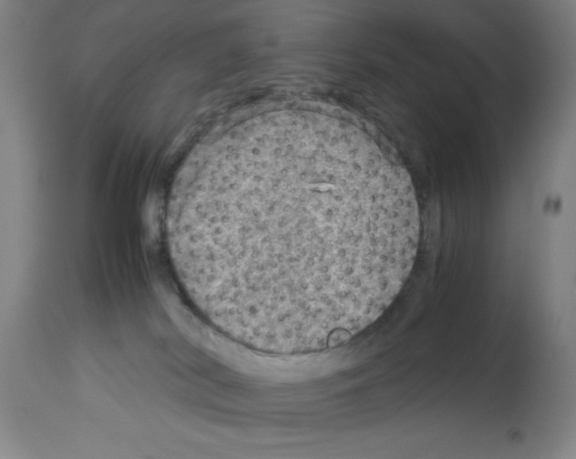 X0000112950038200910051229