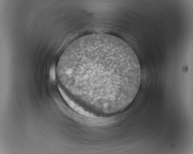 X0000112950046200910051229