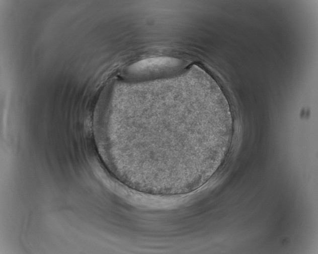 X0000112950048200910051229