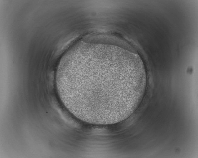 X0000112950066200910051228