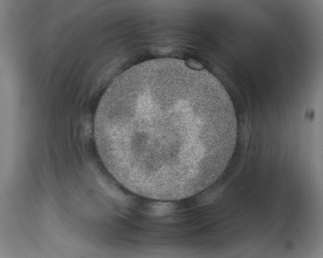 X0000112950085200910051229