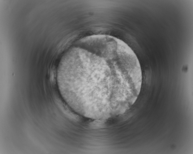 X0000112950138200910051227