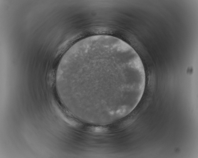 X0000112950165200910051227