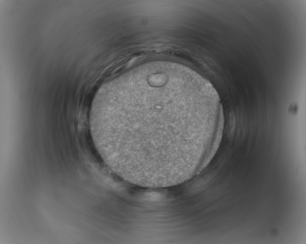 X0000112950236200910051226