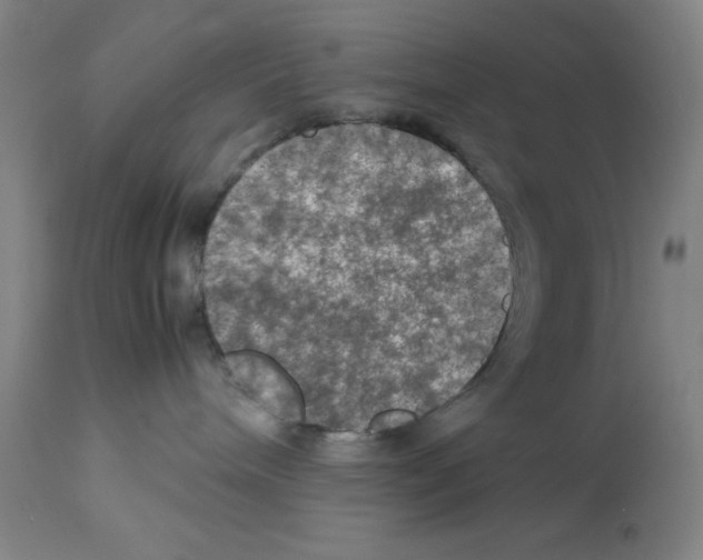 X0000112950240200910051226