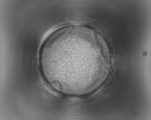 X0000112950246200910051225