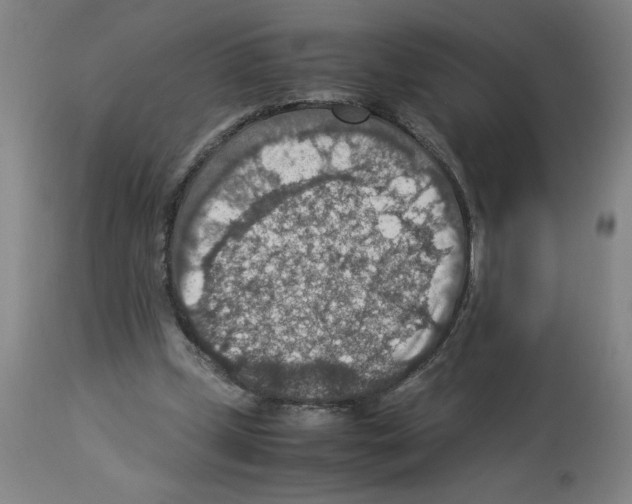 X0000112950249200910051225