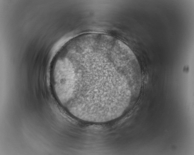 X0000112950294200910051225
