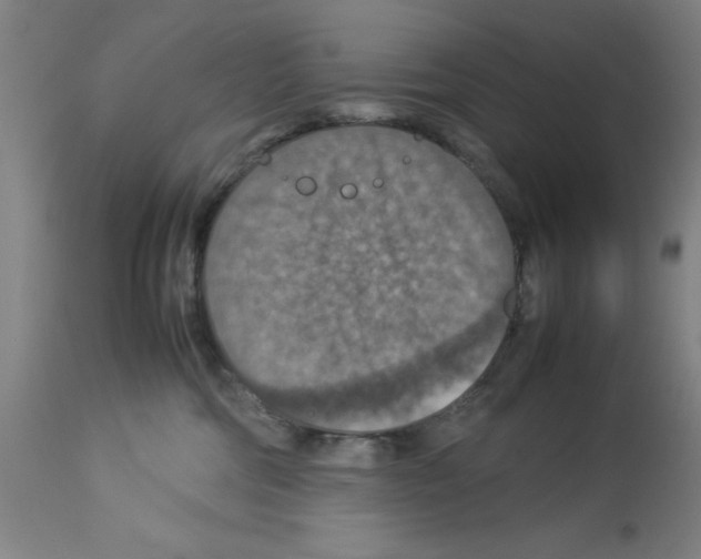 X0000112950330200910051225