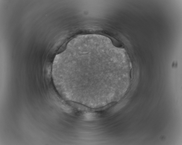 X0000112950336200910051225