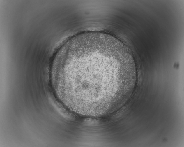 X0000112950354200910051224