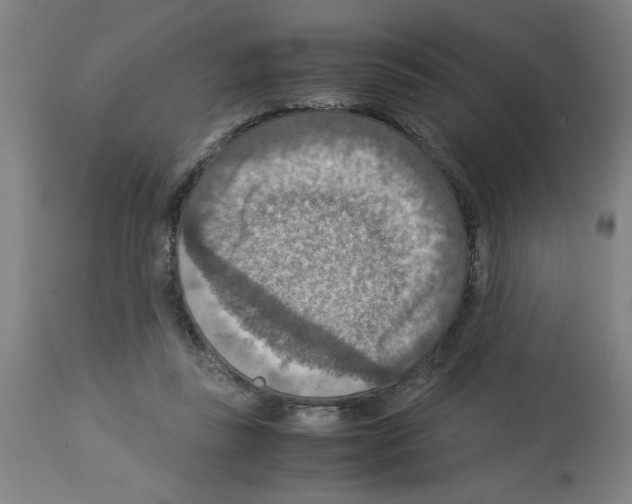 X0000112950355200910051224