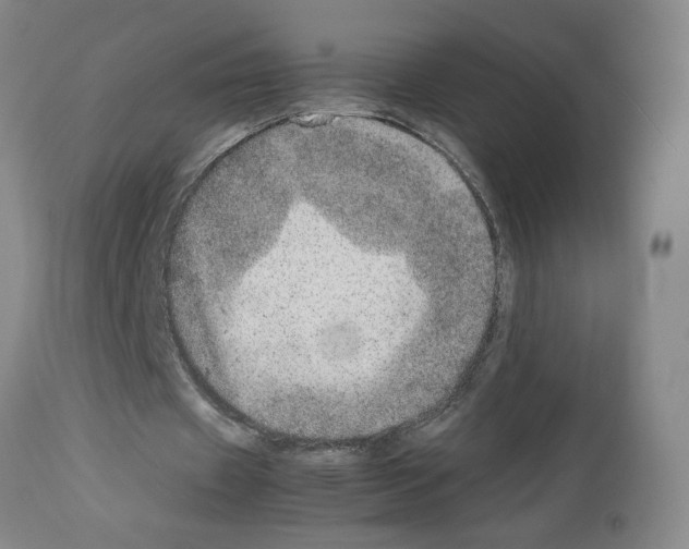 X0000112950433200910051222