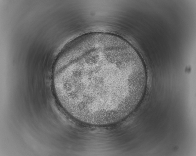 X0000112950434200910051222