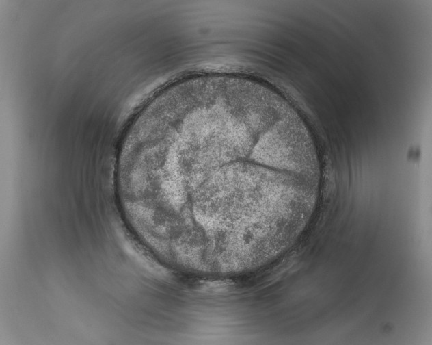X0000112950446200910051222