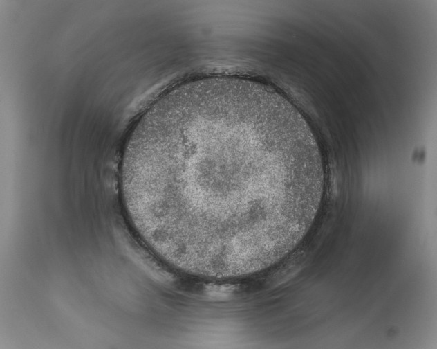 X0000112950450200910051223