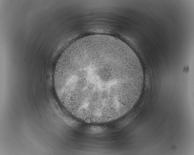 X0000112950453200910051223