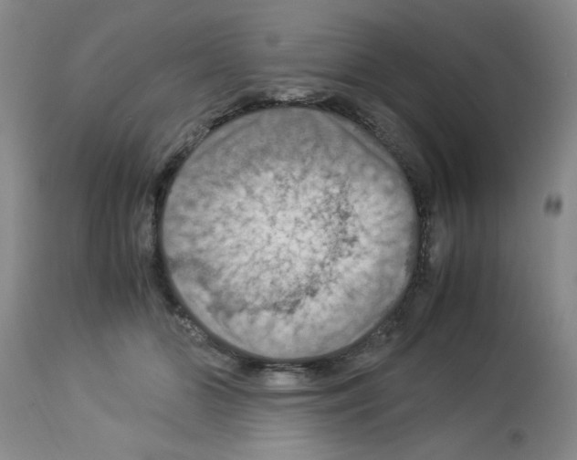 X0000112950510200910051222