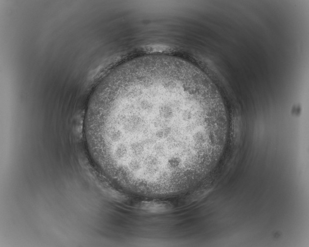 X0000112950545200910051221
