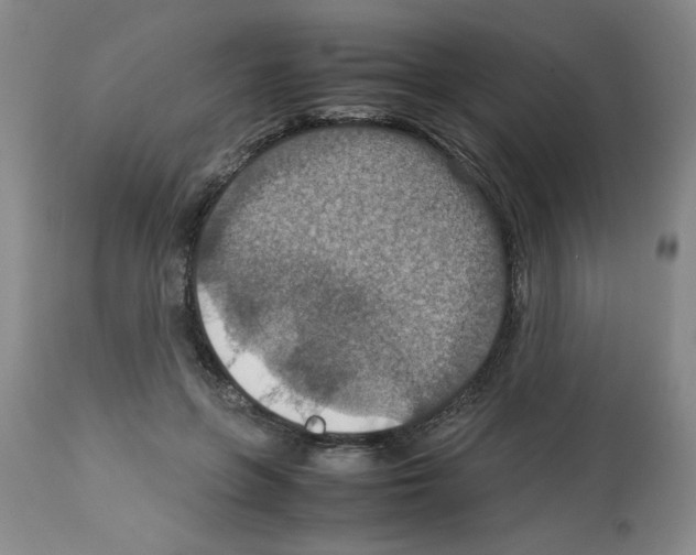 X0000112950551200910051221