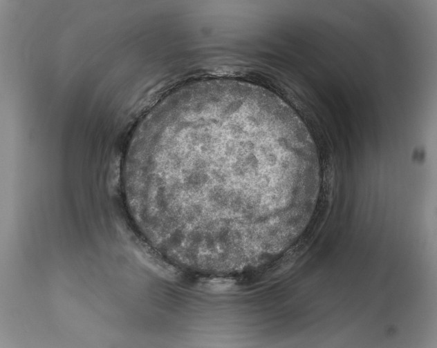 X0000112950554200910051221