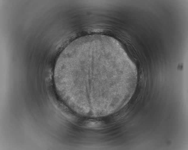 X0000112950555200910051221