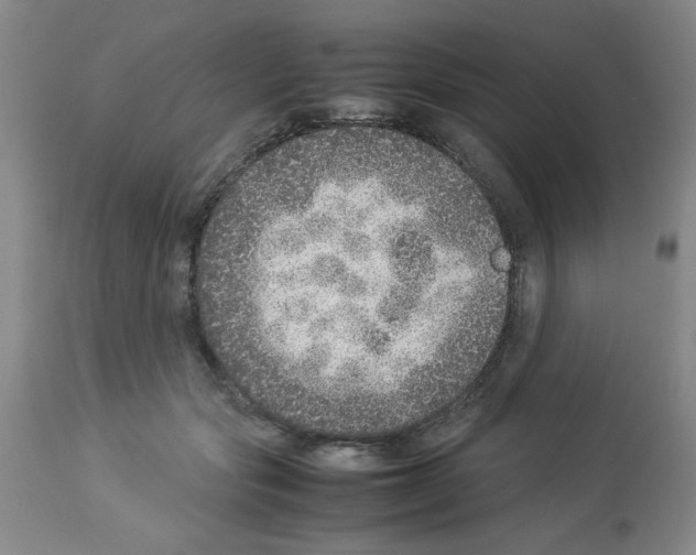 X0000112950557200910051221