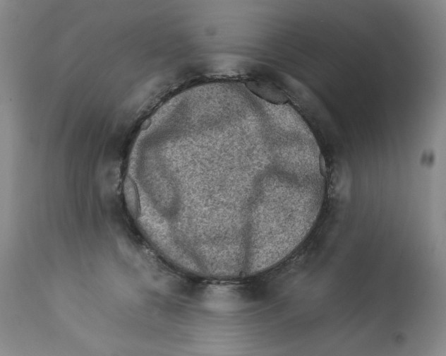 X0000112950560200910051221