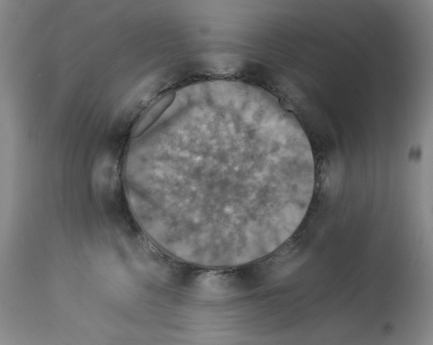 X0000112950568200910051221