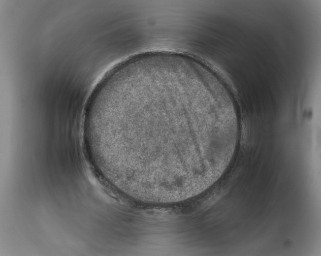 X0000112950580200910051221
