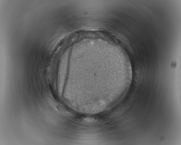 X0000112950596200910051221