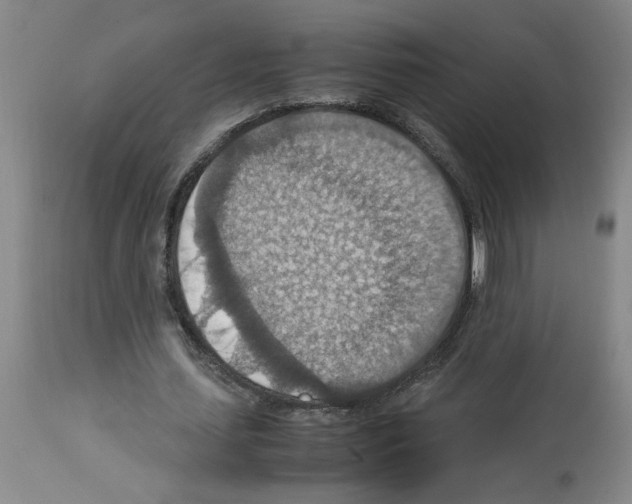 X0000112950627200910051219