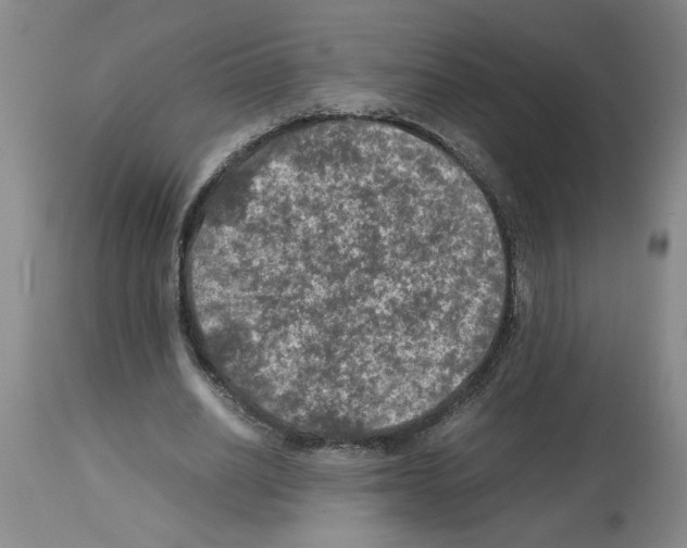 X0000112950630200910051219