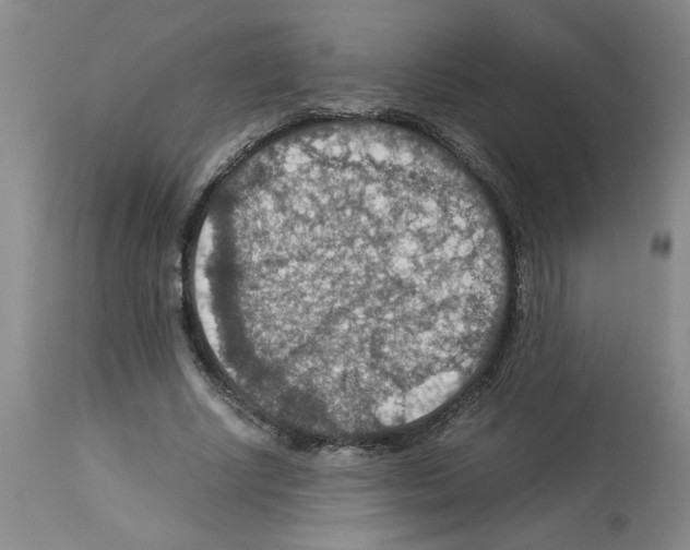 X0000112950634200910051219