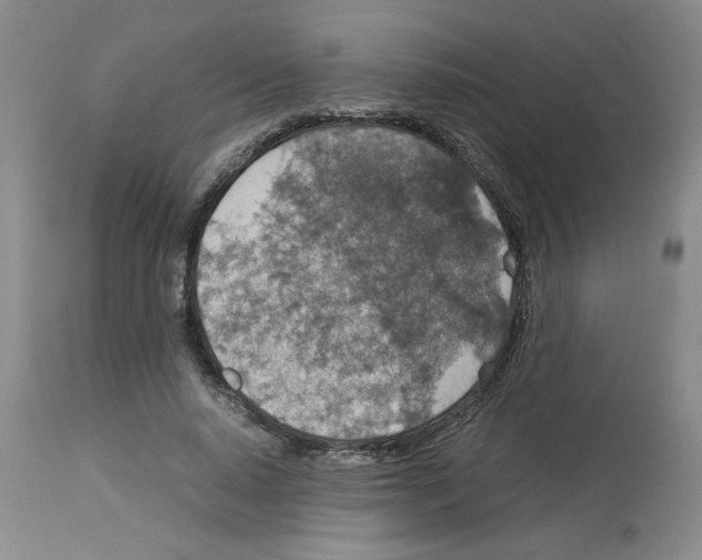 X0000112950640200910051219