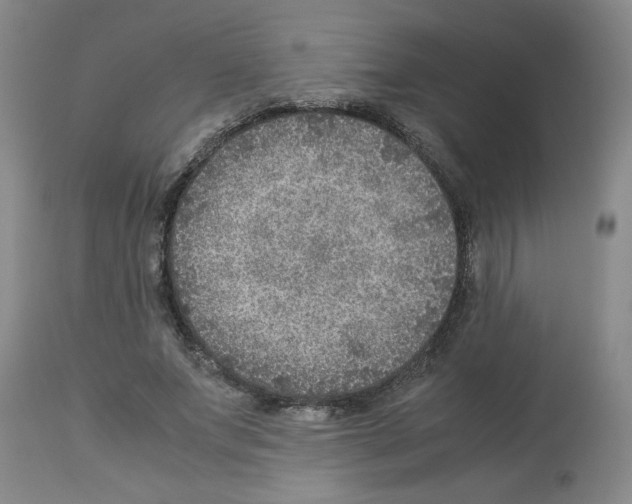 X0000112950687200910051219