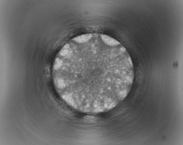 X0000112950699200910051219