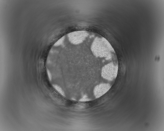 X0000112950711200910051219