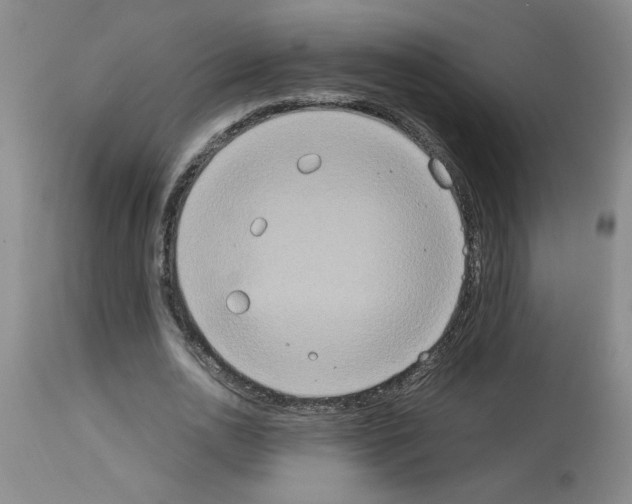 X0000112950726200910051218