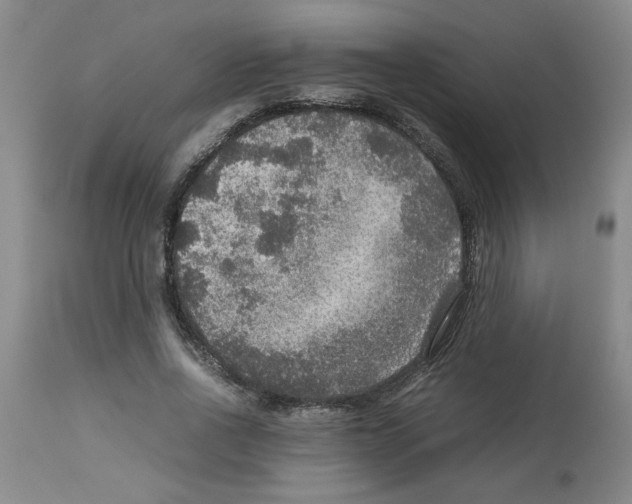 X0000112950734200910051218